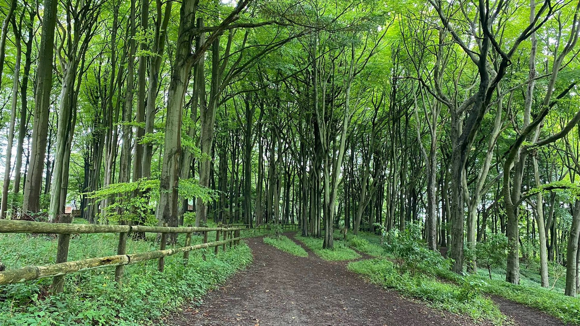 Bledlow Woods